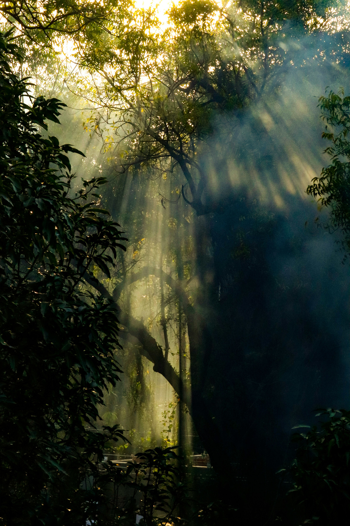 Cadastramento Pré COP30